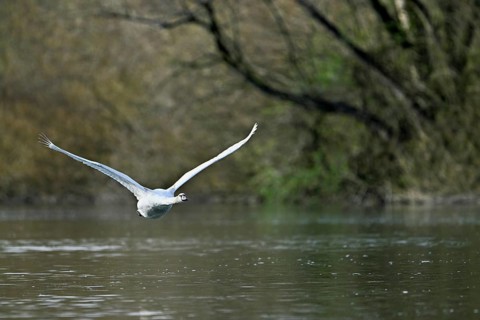 Mute swan (Cygnus olor), juvenile in flight over Flax Lake, Switzerland, Europe
