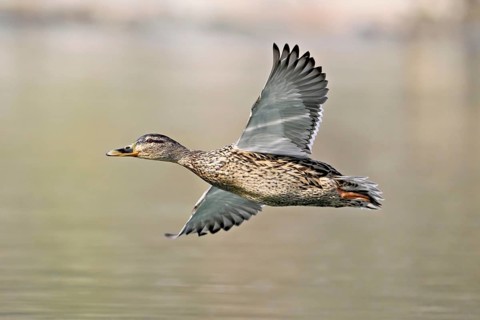 Mallard (Anas platyrhynchos), female in flight, Flachsee, nature reserve, Reusstal, Canton Aargau,