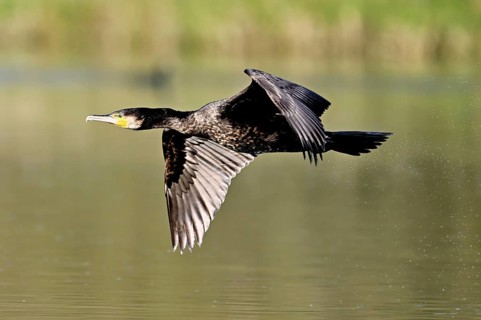 Cormorant (Phalacrocorax carbo), in flight, shallow lake, nature reserve, Reuss valley, Canton