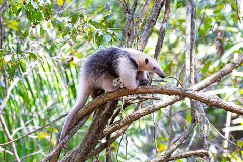 Southern tamandua (Tamandua tetradactyla) Pantanal Brazil
