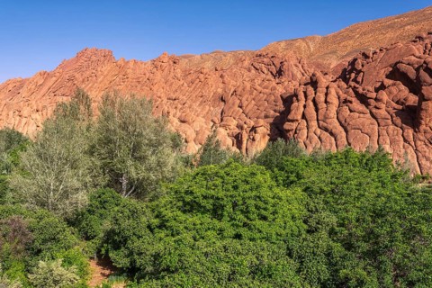 The impressive cliffs in the Dades Gorge. A tree stands in the centre of a field with a rocky hill