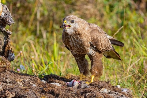 Common buzzard (Buteo buteo) Germany