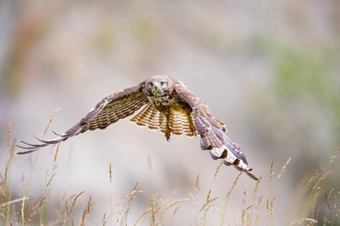 Common buzzard (Buteo buteo) Germany