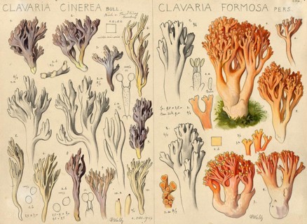 Mushroom, fungi, Clavaria cinerea, called grey coral, Grey Coral and pink coral mushroom or
