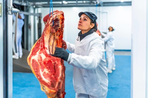 Cacuasian adult woman working in a meat factory transporting pieces of meat hanging in a cold room