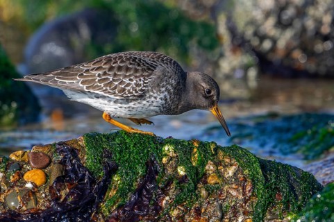 Purple sandpiper (Calidris maritima) in non-breeding plumage showing camouflage colours among rocks