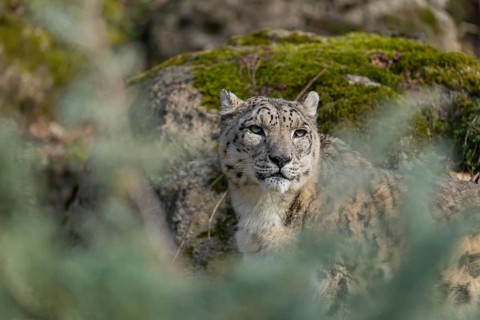 One adult snow leopard (Panthera uncia) standing between rocks on hilly ground surrounded by green