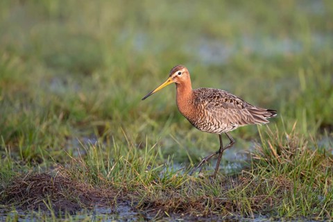 Black-tailed godwit (Limosa limosa), in a wet meadow, Ochsenmoor, Dümmer, Lemförde, Lower Saxony,
