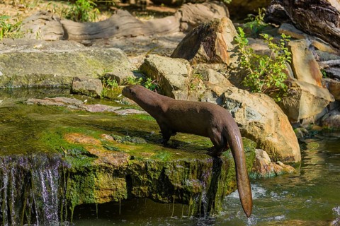 One giant otter or giant river otter (Pteronura brasiliensis) jumps out of the river onto a mossy