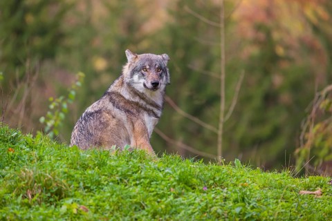 An adult male eurasian gray wolf (Canis lupus lupus) sits on a green meadow on hilly terrain,