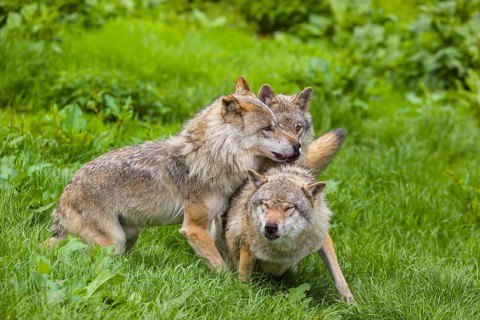 Three adult male eurasian gray wolves (Canis lupus lupus), social behaviour, dominance