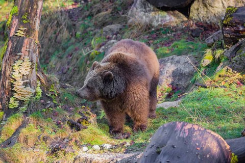 An adult female brown bear (Ursus arctos arctos) walks through hilly terrain with trees and rocks