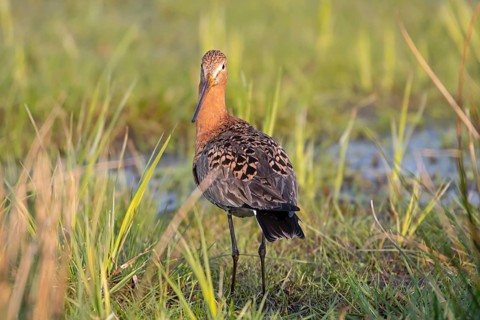 Black-tailed godwit (Limosa limosa), Ochsenmoor, Dümmer, Lemförde, Lower Saxony, Germany, Europe
