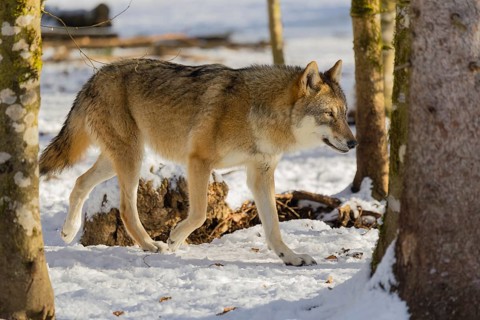 An adult female grey wolf (Canis lupus lupus) walks across the snowy forest floor on a cold, sunny