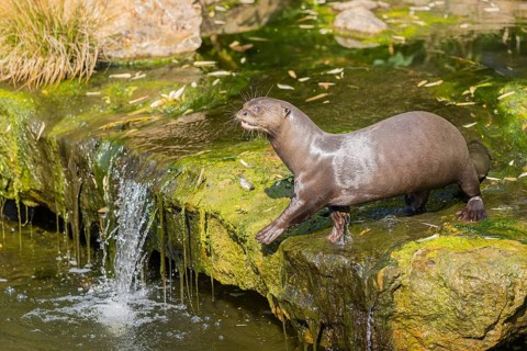 One giant otter or giant river otter (Pteronura brasiliensis) standing above a little cascade on a