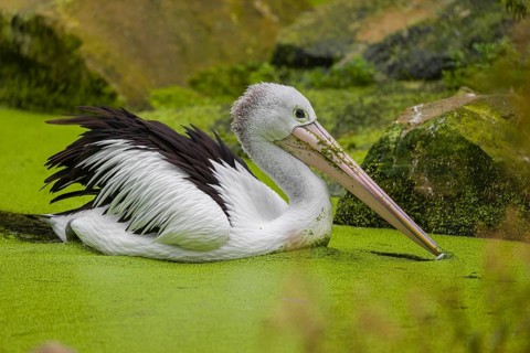 An Australian pelican (Pelecanus conspicillatus) swims in a duckweed-covered pond