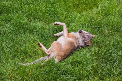 An adult male eurasian gray wolves (Canis lupus lupus) rolls on a meadow to strip off the winter
