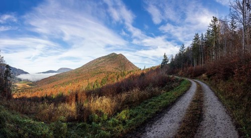 Forest road through the forest with a view of the Schwarzenberg, Puch bei Hallein, Osterhorngruppe,