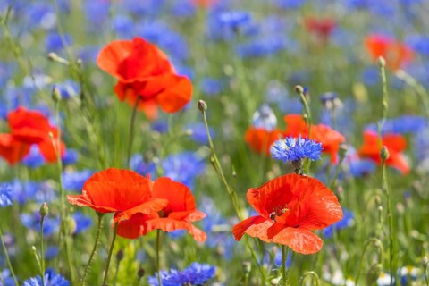 Cornflowers (Centaurea cyanus) and poppies (Papaver) blooming at the edge of a faded rape field