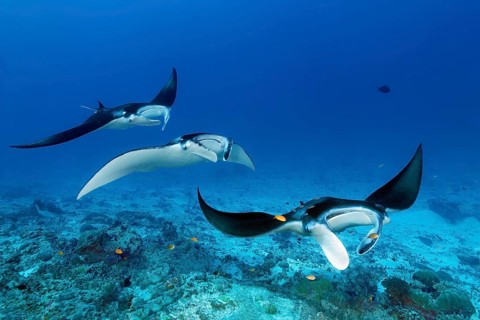 Three reef manta rays (Mobula alfredi), stingrays or whiptail rays (Dasyatidae), rays, swim one