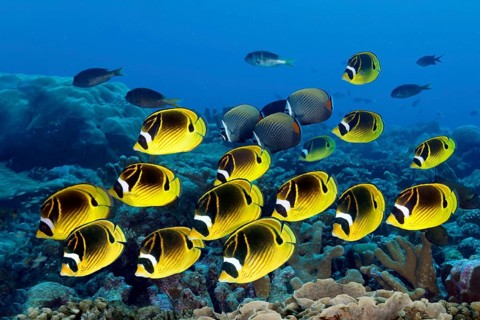 School of crescent butterflyfish Chaetodon lunula) swimming over coral reef, reef top, Great