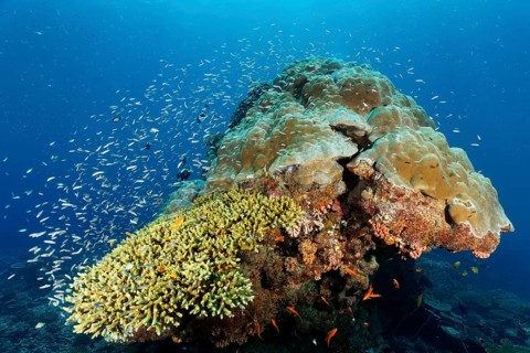 Coral block with fish warm Blue coral (Leptojulis cyanopleura), juvenile form, Acropora coral