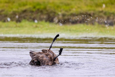 Great skua or skua (Stercorarius skua) bathing in a small pond, Shetland Islands, Great Britain