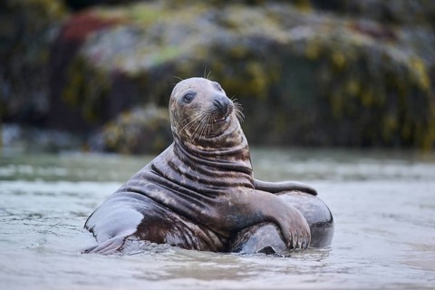 Grey seal (Halichoerus grypus) playing with each other in the water, sea, Düne, Helgoland,