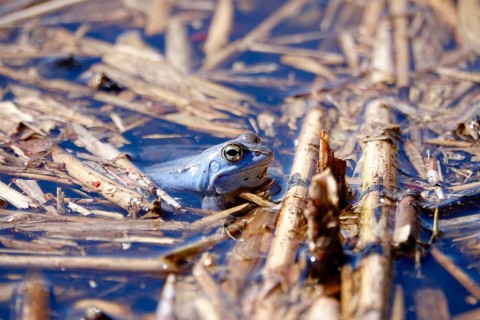 Male blue moor frog in the mating season, March, Saxony, Germany, Europe