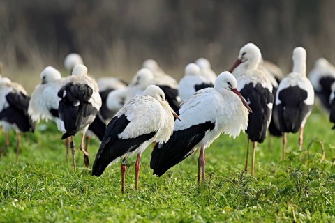 White storks (Ciconia ciconia), large flock standing in a meadow, Flachsee, Canton Aargau,