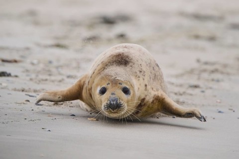 Grey seal (Halichoerus grypus) walking on the beach, Düne, Helgoland, Schleswig-Holstein, Germany,