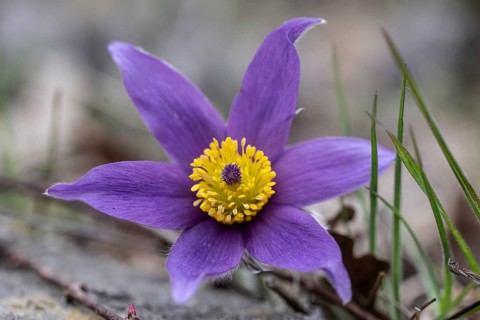 Pasque flower (Pulsatille vulgaris), Emsland, Lower Saxony, Germany, Europe