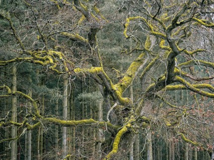An oak overgrown with moss, Müritz National Park, Mecklenburg-Western Pomerania, Germany, Europe