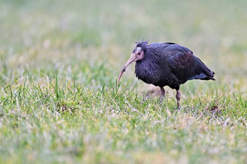 Northern bald ibis (Geronticus eremita), foraging in a meadow, Canton Zug, Switzerland, Europe