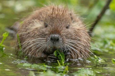 A small brown animal with a long snout is eating grass in a pond. It has a long tail and is