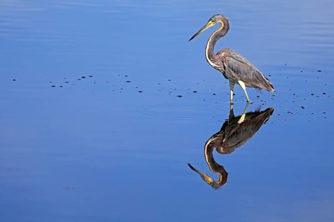 Tricoloured Heron (Egretta tricolor), adult, in the water, foraging, Merritt Island, Black Point
