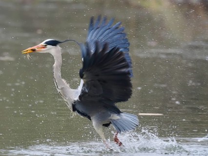 A grey heron (Ardea cinerea) spreads its wings while walking in the water and holding a fish in its