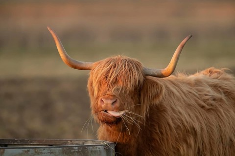 Highland cattle or cow (Bos taurus taurus) adult farm animal eating hay from a trough, England,
