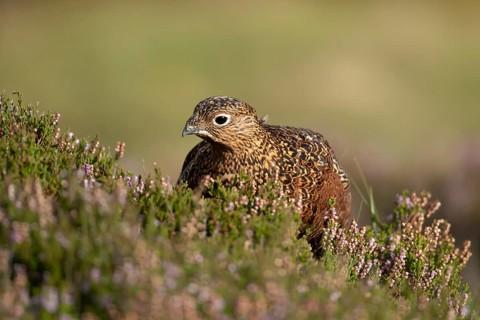 Red grouse (Lagopus lagopus scotica) adult bird in flowering moorland Heather plants in summer,