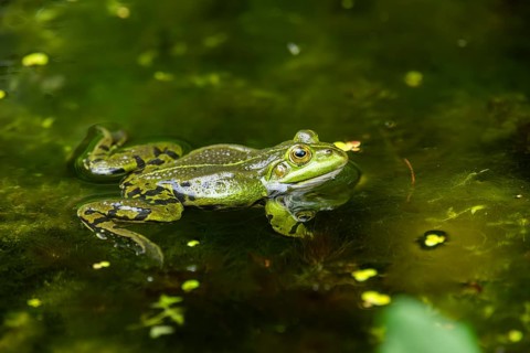 Edible frog (Pelophylax esculentus) in a little lake in the water, Bavaria, Germany, Europe