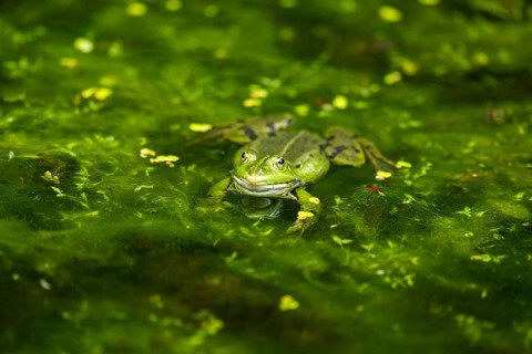 Edible frog (Pelophylax esculentus) in a little lake in the water, Bavaria, Germany, Europe