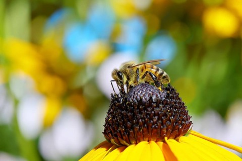 European honey bee (Apis mellifera), collecting nectar from a yellow coneflower (Echinacea