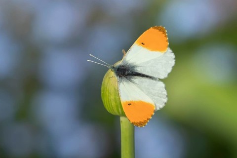 Orange tip butterfly (Anthocharis cardamines) adult insect resting on garden Allium flowers in