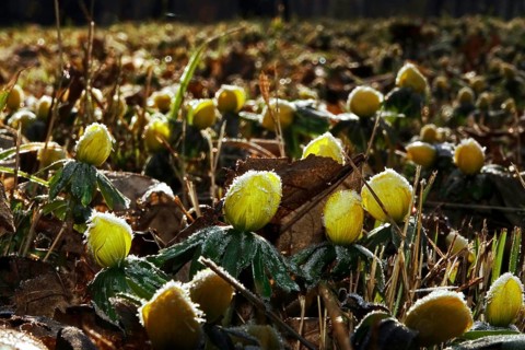Winter aconites in a meadow, winter, Germany, Europe
