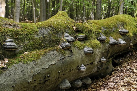 Tinder fungus, (Fomes fomentarius) tree fungus on a beech, (Fagus) deadwood in Reinhardswald,