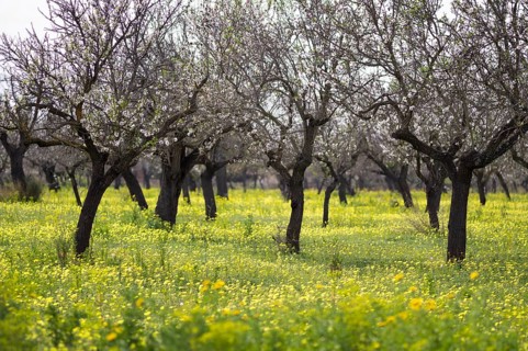 Almond blossom, almond trees, plantation, Bermuda buttercup (Oxalis pes-caprae), also known as low