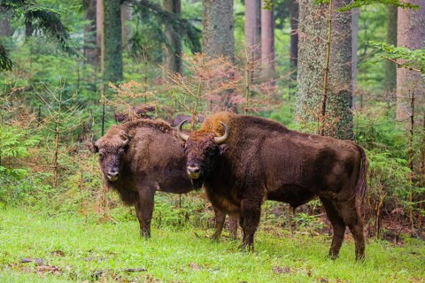 An adult male and female European bison (Bison bonasus) stand in a clearing in a dense forest