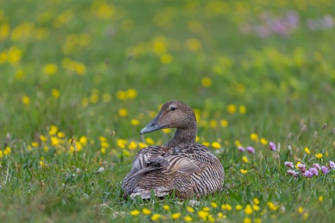 One female common eider, Somateria mollissima, resting on a flowering meadow at the coast of