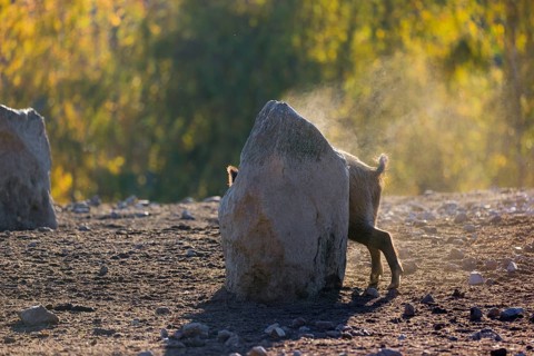 A wild boar or wild pig (Sus scrofa), scratches himself at a big stone. In the background you can