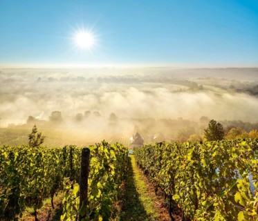 Vineyard with vineyard house in the morning light, view over landscape with morning fog in the